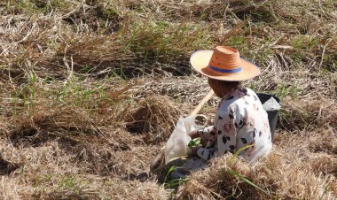 ชาวศรีสะเกษออกล่าปูหากบเขียดเปิบเมนูเด็ดอร่อยฟินเวอร์ (มีคลิป)