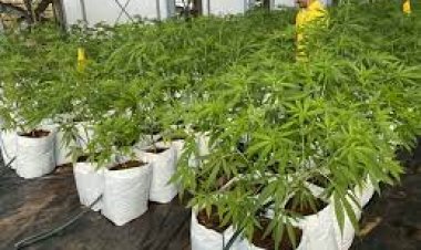 พ.ร.บ ฉบับใหม่กัญชา-กัญชง ใครได้ประโยชน์?