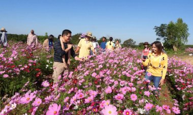 'เนินดอกคอสมอส'จุดเช็คอินแห่งใหม่เมืองศรีสะเกษแห่เที่ยวคึกคัก (ชมคลิป)