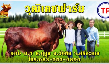 ห้ามพลาด!มหกรรมงัวแลนด์วังหินสร้างรายได้เกษตรกรยั่งยืน