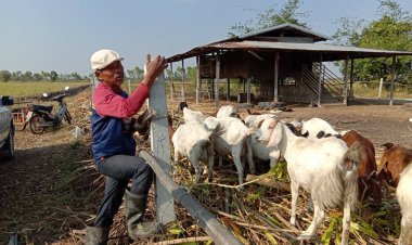 เกษตรกรผู้เลี้ยงแพะโคราชครวญราคาตกขาดทุนยับ(มีคลิป)