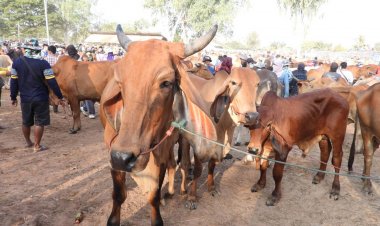 เปิดแล้ว!!ตลาดนัดโค กระบือ สี่แยกส้มป่อยเมืองอุทุมพรพิสัย(ชมคลิป)