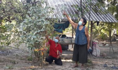 ป้าฝันแปลก!!หญิงบอกให้ไปดูต้นใบเงินใบทองตอนเช้าพบเป็นเรื่องจริง