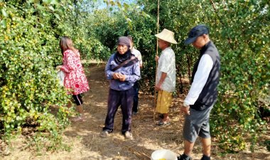 เปิดไร่พุทซา สามรถ(บ้านพี่น้อย)วสัน ดีพิจารณ์  จ.กำแพงเพชร