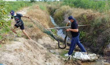 หนุ่มผงะ!!ดักปลาข้างบ้านดันได้ไอ้หลามขู่ฟู่ๆๆติดตาข่าย