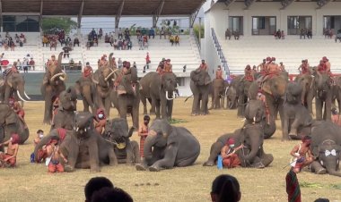 เก็บตกงานช้างสุรินทร์!ช้างแสนรู้แข่งฟุตบอลสร้างเสียงหัวเราะผู้ชม(มีคลิป)