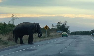 ช้างป่า “เจ้าแข็งแกร่ง”เมินเข้าป่าอยู่ฉลองเคาต์ดาวน์ส่งท้ายปีเก่าต้อนรับปีใหม่(มีคลิป)