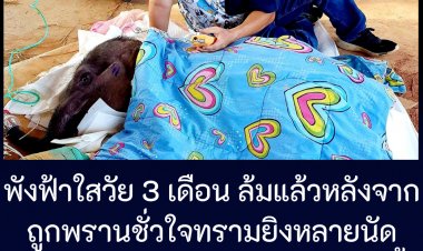 แฟนคลับหัวใจสลาย!!"พังฟ้าใส" ขวัญใจชาวเน็ตล้มแล้ว หลังถูกพรานใจบาปสุดชั่ว ยิงที่ขาหลายนัดและเท้าถูกบ่วงจนต้องตัดทิ้ง ได้รับการรักษาอย่างดีสุดท้ายต้องจากไป