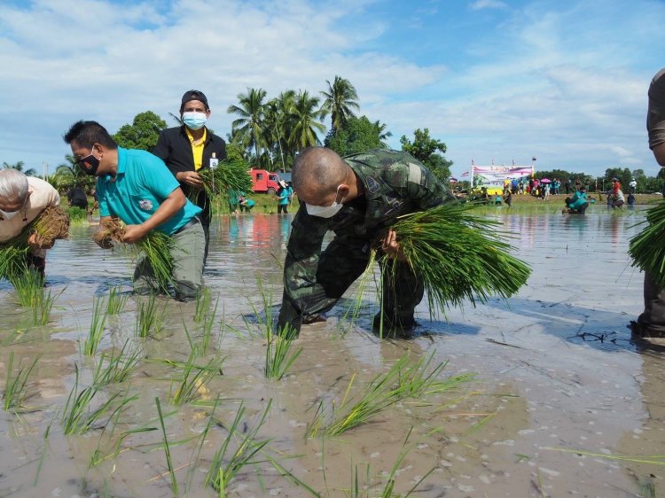 นราธิวาสสืบสานวิถีพหุวัฒนธรร“ลงแขกดำนา”