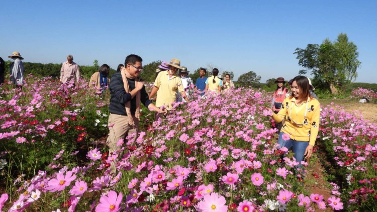 'เนินดอกคอสมอส'จุดเช็คอินแห่งใหม่เมืองศรีสะเกษแห่เที่ยวคึกคัก (ชมคลิป)