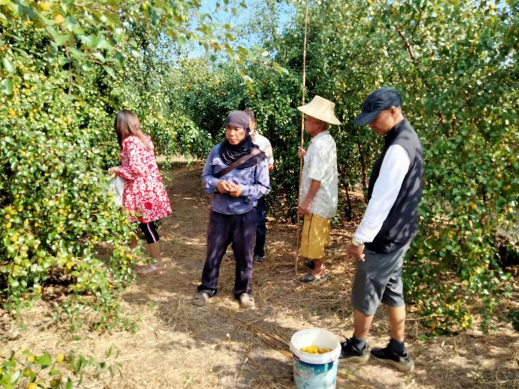 เปิดไร่พุทซา สามรถ(บ้านพี่น้อย)วสัน ดีพิจารณ์  จ.กำแพงเพชร