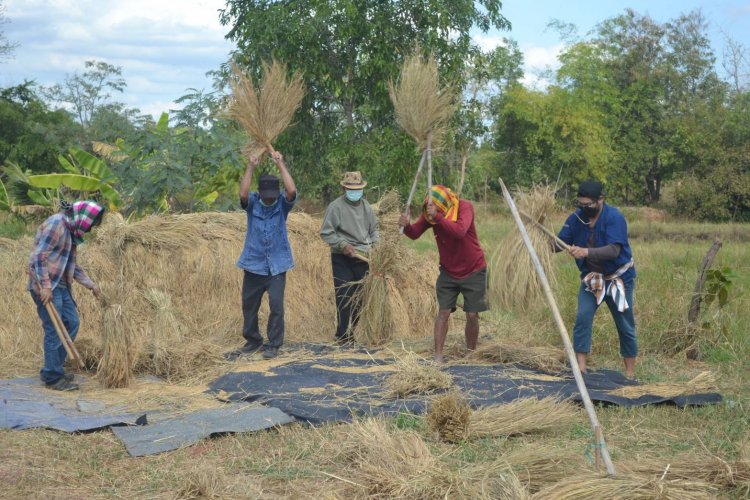 ดร.โสโชคจัดประเพณีสืบสานตำนานบุญล้อมข้าว ปีใหม่ ฟังเสียงธนูว่าว ขี่ควายดีดพิณ วิถีอีสาน