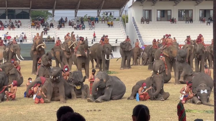 เก็บตกงานช้างสุรินทร์!ช้างแสนรู้แข่งฟุตบอลสร้างเสียงหัวเราะผู้ชม(มีคลิป)