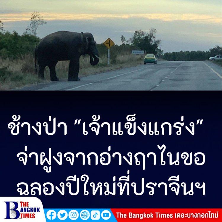 ช้างป่า “ เจ้าแข็งแกร่ง”  จ่าฝูงช้างจากเขาอ่างฤาไน แปดริ้วขออยู่ฉลองปีใหม่ที่ปราจีนฯ  