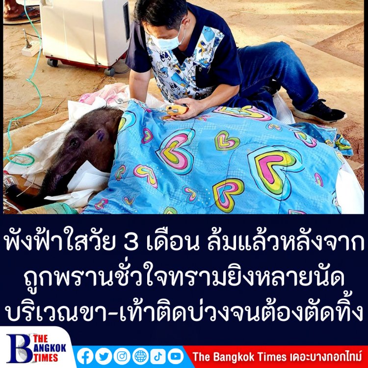 แฟนคลับหัวใจสลาย!!"พังฟ้าใส" ขวัญใจชาวเน็ตล้มแล้ว หลังถูกพรานใจบาปสุดชั่ว ยิงที่ขาหลายนัดและเท้าถูกบ่วงจนต้องตัดทิ้ง ได้รับการรักษาอย่างดีสุดท้ายต้องจากไป