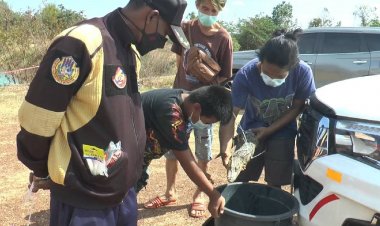 หวาดผวาทั้งหมู่บ้าน!พบลูกจระเข้บ่อคาดมีมากกว่า 50 ตัว