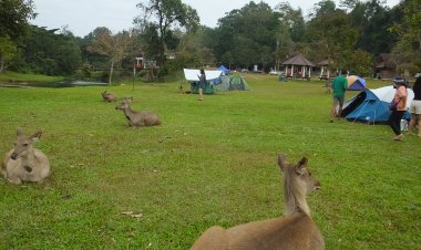 เขาใหญ่ขู่จับปรับนทท.ฝ่าฝืนให้อาหารสัตว์ป่า