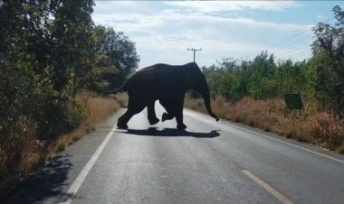 เร่งผลักดันช้างป่าอ่างฤาไนกว่า 100 ตัว อย่างต่อเนื่อง (มีคลิป)