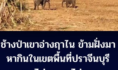 โขลงช้างป่าเขตรักษาพันธุ์สัตว์ป่าเขาอ่างฤาไน ไม่สนถูกไล่