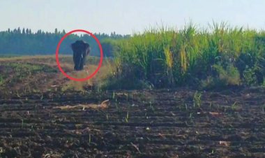 หลงกลิ่นป่าอ้อย!โขลงช้างป่าเขาอ่างฤาไนบุกยึดไร่สวนชาวกบินทร์บุรี(ชมคลิป)