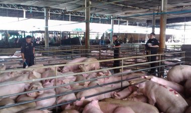 โรงเชือดนครปฐมแฉแหลกรัฐรู้อหิวาต์หมูมีมาเป็นปี แต่ปิดข่าว