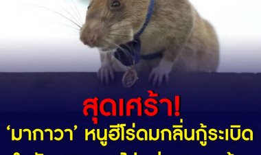 มากาวา หนูน้อยดมกลิ่นกู้ระเบิด สิ้นใจแล้ว หลังปฏิบัติหน้าที่กู้กับระเบิดที่กัมพูชาเป็นเวลา 5 ปี  จากไปด้วยวัย  8 ปี