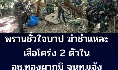 พรานชั่วใจบาป ฆ่าชำแหละเสือโคร่ง 2 ตัว- จนท.อุทยาแห่งชาติทองผาภูมิ ยึดซาก วางแผนไล่ล่า พรานบาปไหวตัวหลบหนี