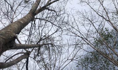 เตือนเกษตรกชาวสวนยางเฝ้าระวังโรคใบไม้ร่วงระบาด