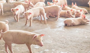 หนุนกรมปศุสัตว์เดินหน้าอย่าถอดใจ ผู้เลี้ยงหมูพร้อมมากรอลงหมูรอบใหม่