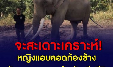 หญิงแอบลอดท้องช้าง หวังสะเดาะเคราะห์ กลับเสียชีวิต