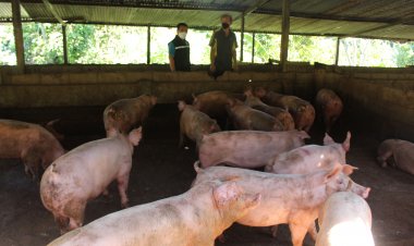ปศุสัตว์เบตงตรวจติดตามฟาร์มสุกรรายย่อย เฝ้าระวังโรค ASF
