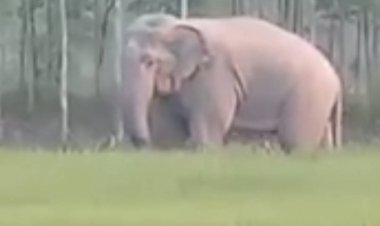 ชาวนาปราจีนฯเดือดร้อนหนักช้างป่าบุกกินข้าวพังยับ (มีคลิป)