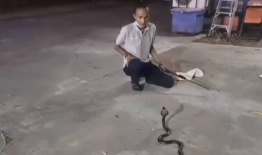 ยกย่อง!กู้ภัยสาวสองไม่กลัวงูเห่าสยบด้วยมือเปล่าส่งคืนป่า