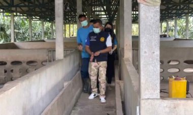 นายกทน.ห้วยนางร้องปศุสัตว์แจ้งผลหมูล้มตายลาม13ฟาร์ม2อำเภ