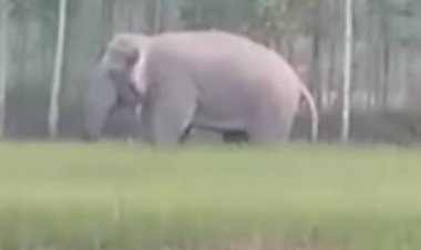 ช้างป่าอาละวาดบุกยึดนาข้าวกบินทร์บุรีเดือดร้อนหนักไร้รัฐเหลียวแล (ชมคลิป)