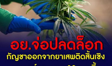 อย.จ่อชงปลดล็อกกัญชาออกจากยาเสพติดสิ้นเชิง ถกบอร์ดควบคุม 19 ม.ค.นี้