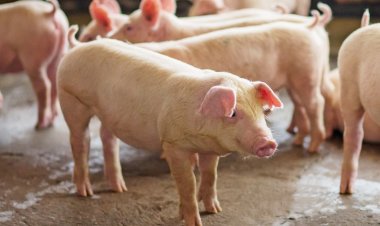 เกษตรกรค้านนำเข้าเนื้อหมูต่างประเทศ เสี่ยงโรค-อาชีพล่มสลาย