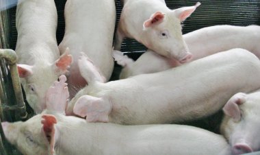 เกษตรกรช้ำ!! พ่อค้าทุบราคาหมูหน้าฟาร์ม อ้างคนกินลด-ตลาดเงียบ