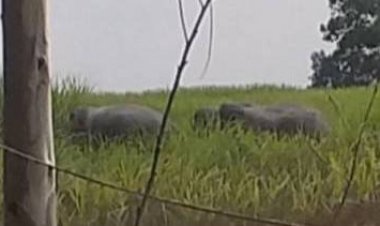 ชาวบ้านเดือดร้อนหนัก!โขลงช้างป่าาเขาอ่างฤาไนยึดไร่อ้อยปราจีนบุรี