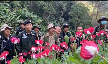 ตำรวจสนธิกำลังเข้าจับผู้ลักลอบปลูกฝิ่น-ทำลายทิ้งกว่า 1 ไร่
