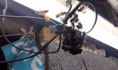 คอหวยไม่พลาด!แห่งส่องเลขเด็กผึ้งหลวงทำรังขนาดใหญ่หน้าบ้าน