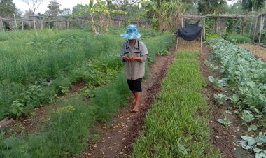 ผลผลิตขาดตลาด!ผักบุ้งจีน-กวางตุ้งราคาขยับรับตรุษจีน (ชมคลิป)