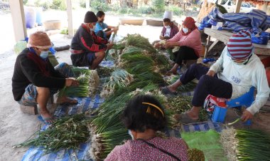 ชาวศรีสะเกษพลิกผืนดินหลังเก็บเกี่ยวปลูกหอมขายสร้างรายได้สู่ครัวเรือน (มีคลิป)
