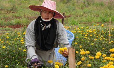 ยางราคาตกชาวศรีสะเกษโค่นทิ้งปลูก"ดอกดาวเรือง"ขายรายได้พุ่ง (มีคลิป)