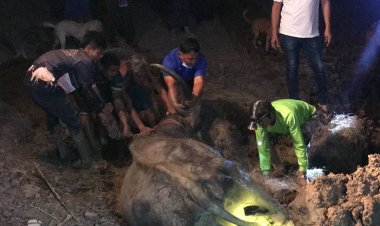 โถน่าสงสาร!ควายติดหล่มกว่าช่วยเหลือพ้นสระได้ต้องนอนซมหลายชม.(มีคลิป)