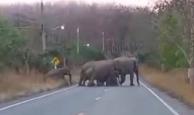 องคมนตรีถกแก้ช้างป่าบุกรุกทำลายพืชผลเกษตรปราจีนบุรี