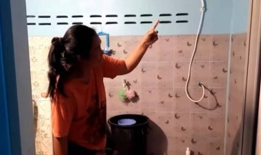 ฮือฮา!งูเขียวพลอดรักภายในบ้าน 3 ตัว เชื่อมาใช้โชคลาภ(มีคลิป)