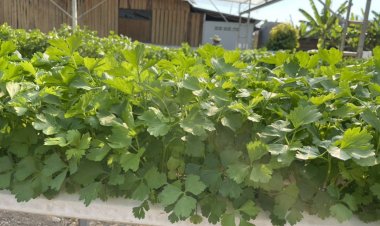 ปลูกคึ่นฉ่ายแบบไฮโดรโปนิกส์ขายวันตรุษจีนรายได้กก.ละ60บาท