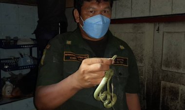 ผวาไม่กล้านอนบ้าน!งูบุกยึดทำรัง แจ้งกู้ภัยจับ-รื้อเพดานทิ้ง (มีคลิป)