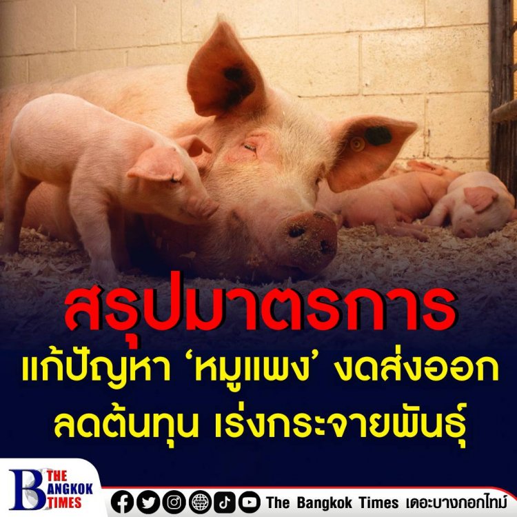 หมูแพง? แก้ไม่ยาก! รัฐสั่งห้ามส่งออกแก้หมูขาดตลาด